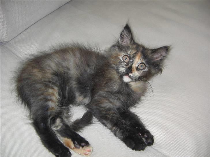 Maine Coon Mille billede 6