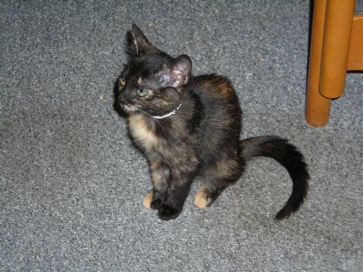 Huskat prinsesse billede 4