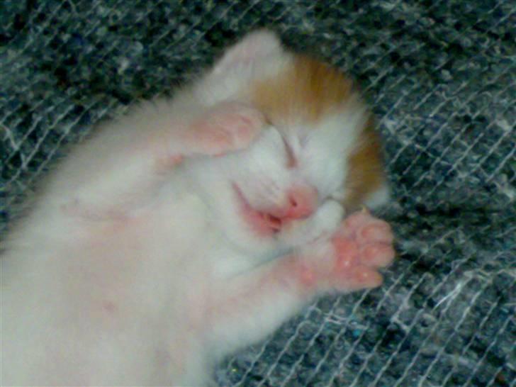 Huskat Manse - her er jeg ik ret gammel billede 2