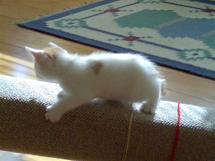 Huskat Manse - elsker bare og klater på ting.. billede 3