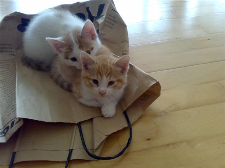 Huskat Manse - her er jeg med min lille søster billede 4