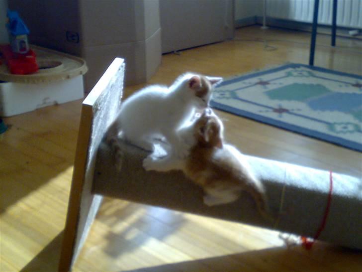 Huskat Manse billede 5