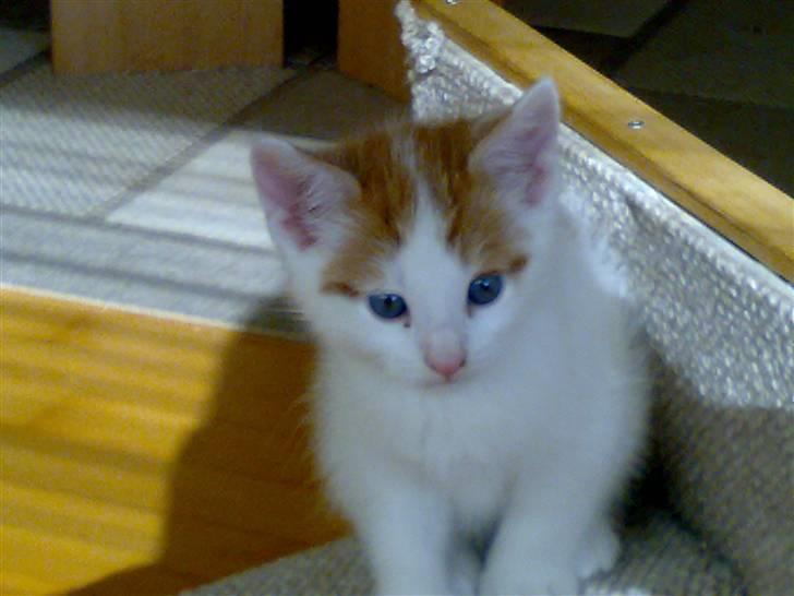 Huskat Manse - er jeg ik bare søød...:-) billede 6