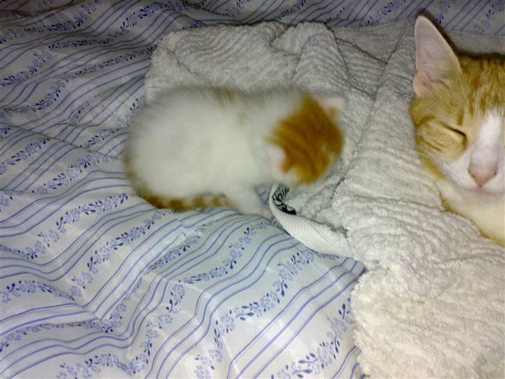 Huskat Manse - lige et billed med mig og min mor.. billede 7