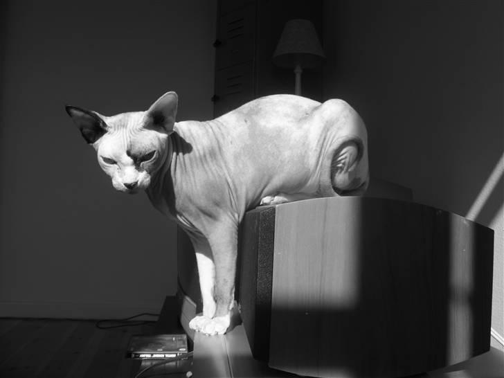 Sphynx Lara Croft - En plads i solen er nu bedst :D billede 7