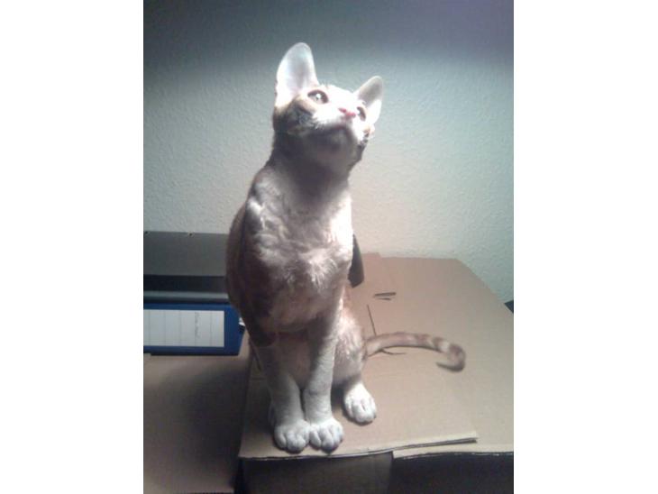 Cornish Rex lillemand/Nico Solgt billede 1