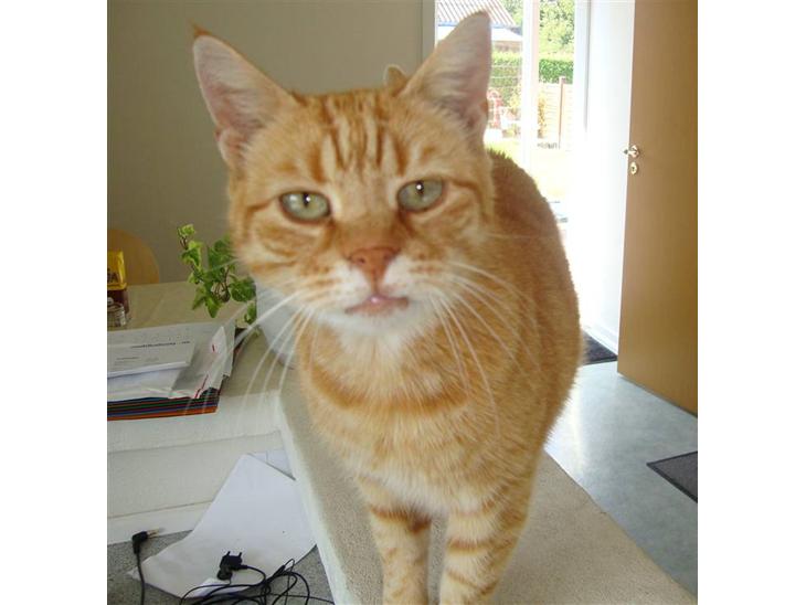 Huskat R.I.P-GARFIELD-MINSKAT!<3<3 billede 1
