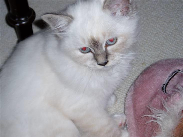 {{currentPhoto.altText}} billede {{currentPhoto.number}}