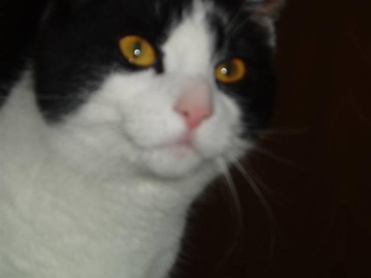 {{currentPhoto.altText}} billede {{currentPhoto.number}}