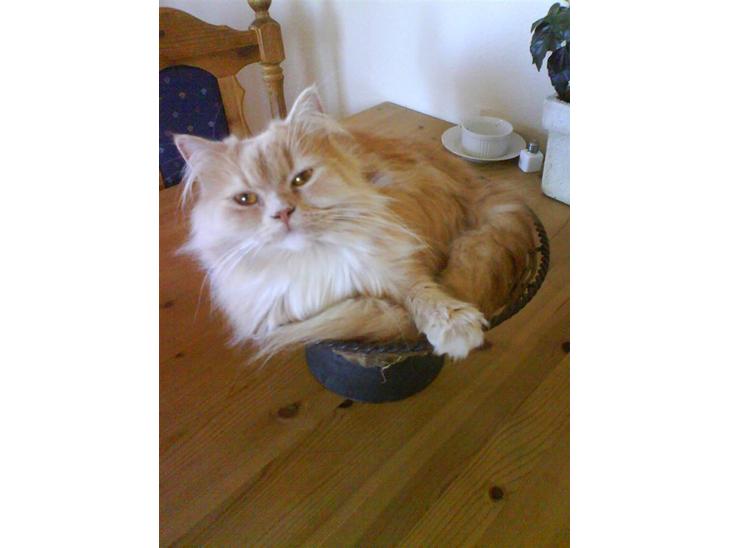 {{currentPhoto.altText}} billede {{currentPhoto.number}}