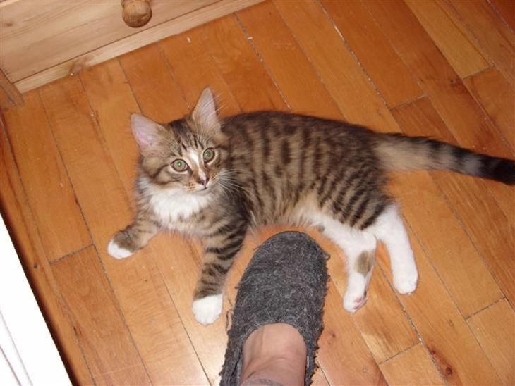 {{currentPhoto.altText}} billede {{currentPhoto.number}}