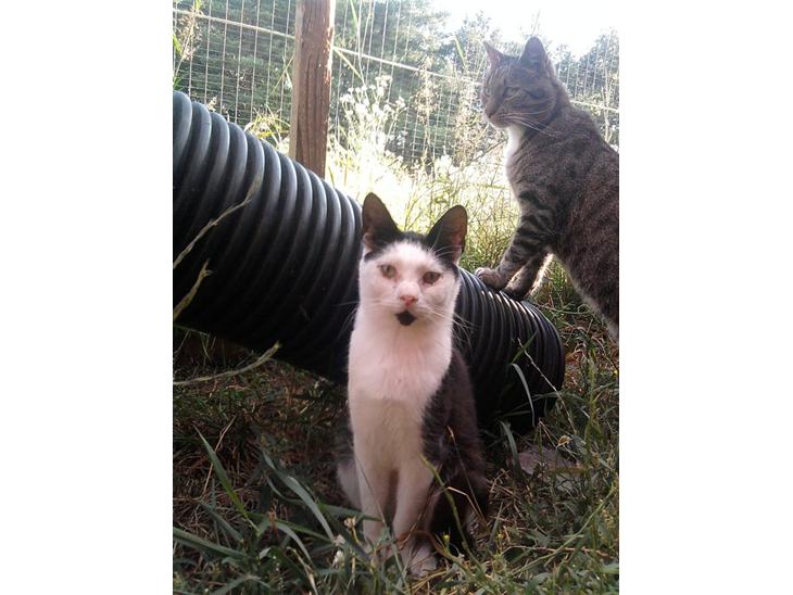 Huskat Frederik R.I.P billede 1