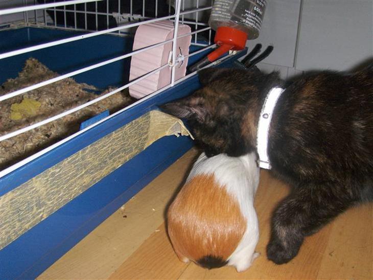 {{currentPhoto.altText}} billede {{currentPhoto.number}}