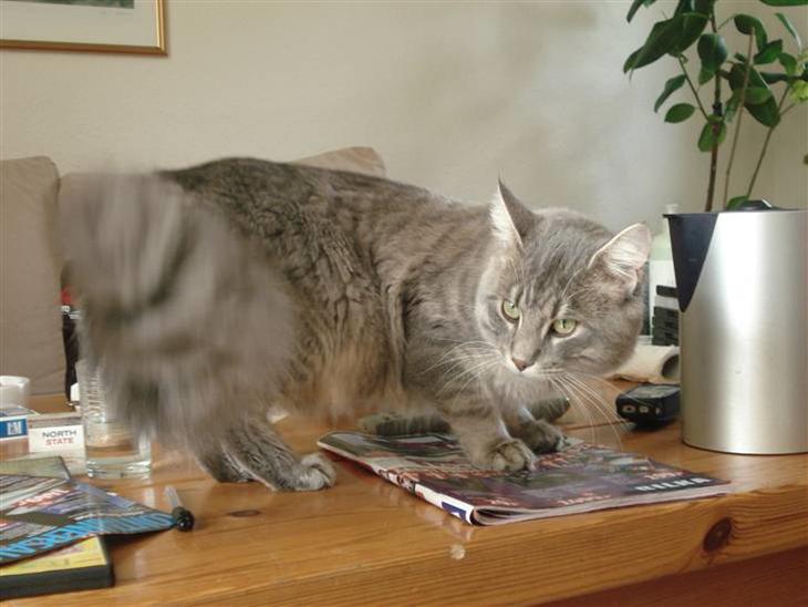 Maine Coon Julius Aflivet billede 1