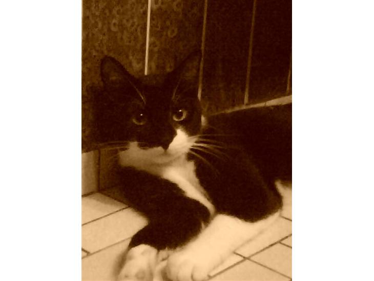 {{currentPhoto.altText}} billede {{currentPhoto.number}}