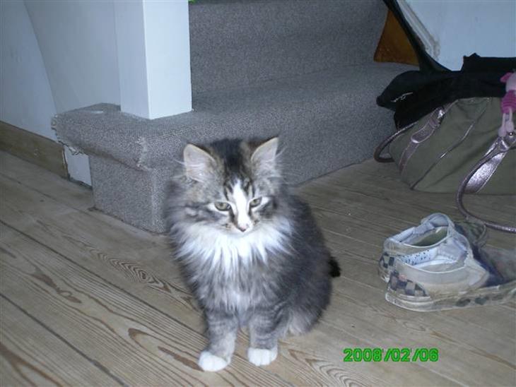 {{currentPhoto.altText}} billede {{currentPhoto.number}}