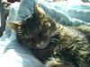 Huskat Sille R.I.P 2001-2011 [ Himmelkat]