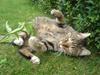 Huskat Elvis - R.I.P Sov godt