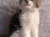 Maine Coon Hard Candy