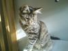 Maine Coon Zafir
