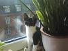 Huskat Lille Spir