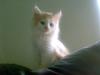 Blanding af racer Hebe - Maine Coon bld.