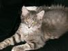 Maine Coon Anton