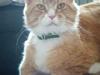 Maine Coon Silas