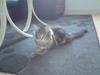 Maine Coon Tornbjerg's Qamra