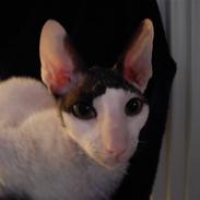 Cornish Rex Timon af Tokkeløkkehus