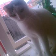 Blanding af racer Malle