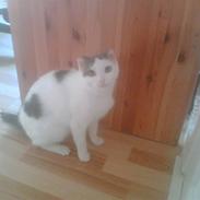 Blanding af racer Malle