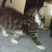 Blanding af racer Daisy :-) -