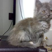 Maine Coon Mille