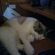 Blanding af racer Wenona