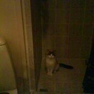 Blanding af racer Wenona