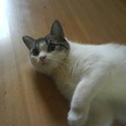 Blanding af racer Wenona