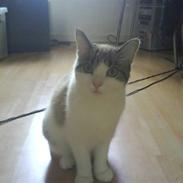 Blanding af racer Wenona