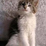 Maine Coon Hard Candy