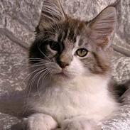 Maine Coon Hard Candy