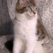 Maine Coon Hard Candy