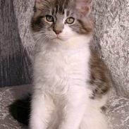 Maine Coon Hard Candy