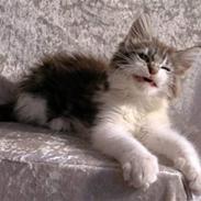 Maine Coon Hard Candy