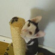 Blanding af racer pullehøne