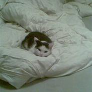 Blanding af racer pullehøne