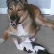 Blanding af racer pullehøne