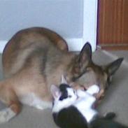 Blanding af racer pullehøne