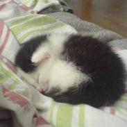 Blanding af racer pullehøne