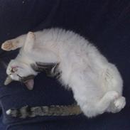 Huskat Raki