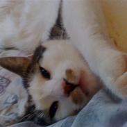 Huskat Raki
